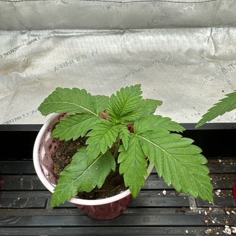 M&G x DBB #2 (GA) growlog photo: 7:44pm
