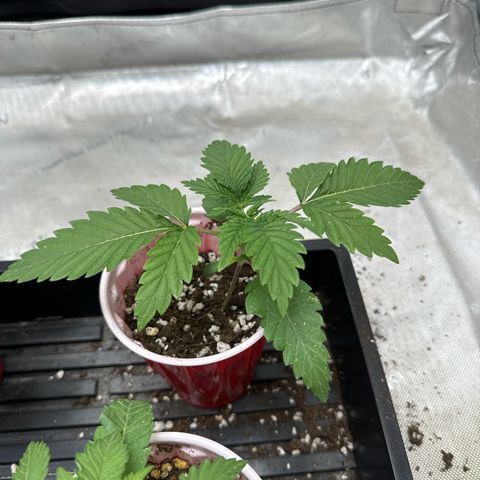 M&G x DBB #3 (GA) growlog photo: 7:44pm