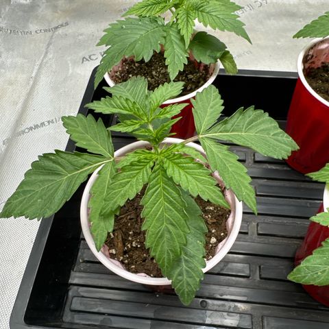 Pungent Punch #1 (GA) growlog photo: 7:44pm