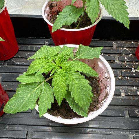 Pungent Punch #2 (GA) growlog photo: 7:44pm