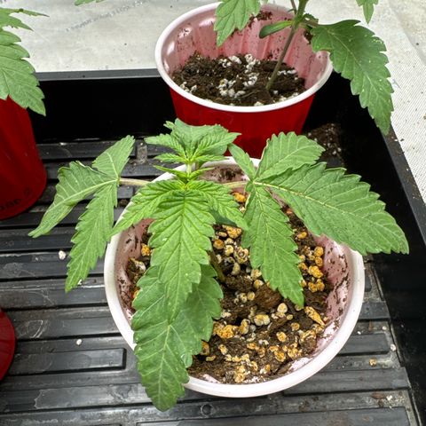 Pungent Punch #3 (GA) growlog photo: 7:44pm