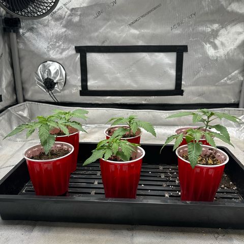 Pungent Punch #1 (GA) growlog photo: 7:44pm