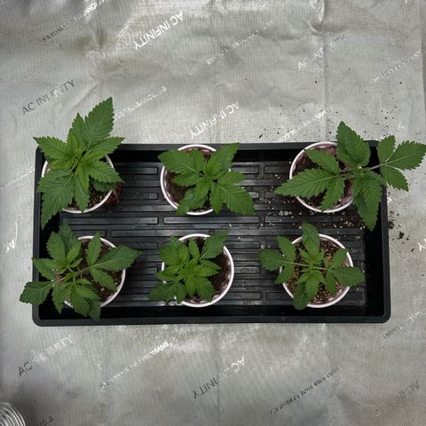 Pungent Punch #1 (GA) growlog photo: 7:44pm