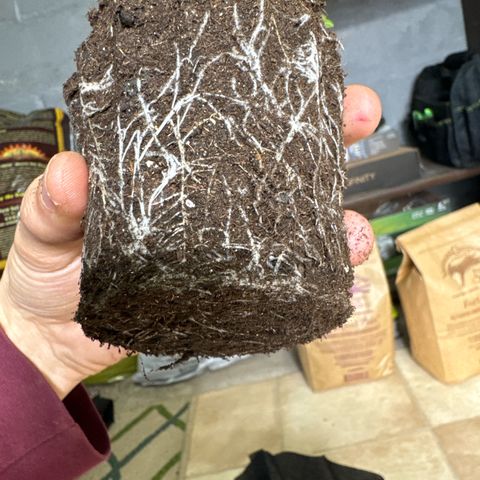Pungent Punch #2 (GA) growlog photo: 6:40pm