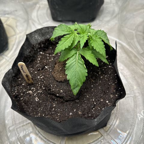 Pungent Punch #2 (GA) growlog photo: 8:24pm