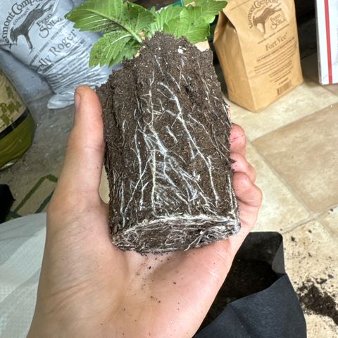 M&G x DBB #2 (GA) growlog photo: 6:40pm