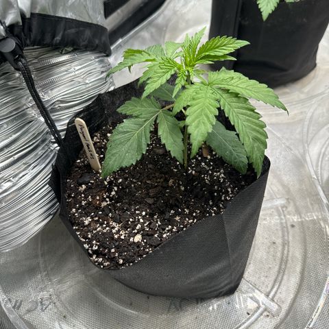 Pungent Punch #1 (GA) growlog photo: 8:03pm