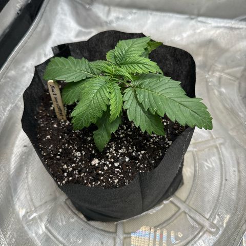 M&G x DBB #1 (GA) growlog photo: 8:24pm