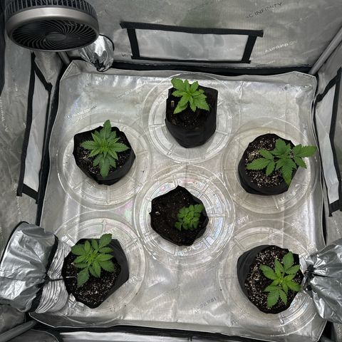 Pungent Punch #3 (GA) growlog photo: 5:42pm