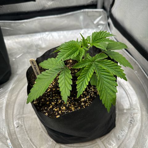 M&G x DBB #3 (GA) growlog photo: 11:59pm
