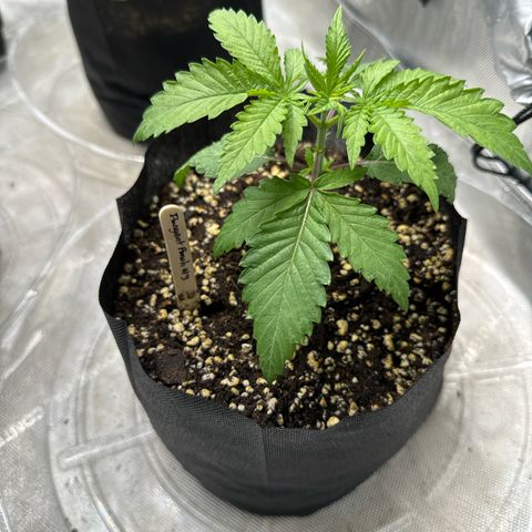Pungent Punch #3 (GA) growlog photo: 8:03pm