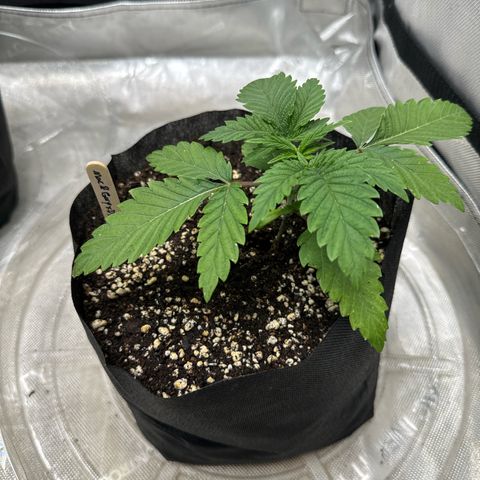 M&G x DBB #3 (GA) growlog photo: 5:42pm