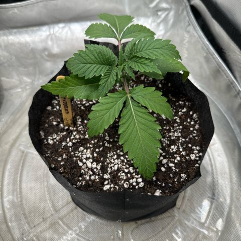 M&G x DBB #3 (GA) growlog photo: 8:24pm