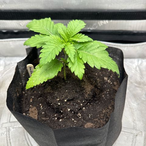 M&G x DBB #2 (GA) growlog photo: 5:42pm