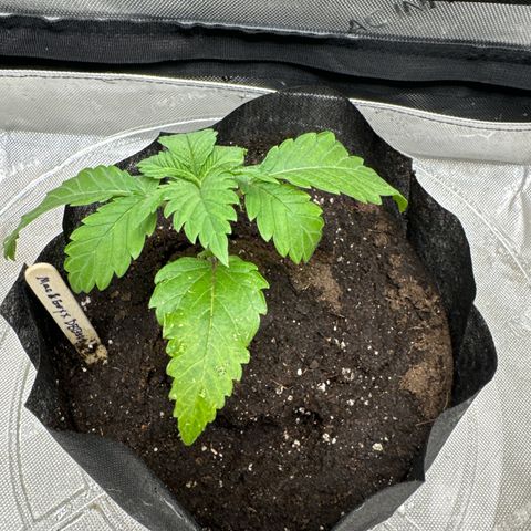 M&G x DBB #2 (GA) growlog photo: 8:24pm