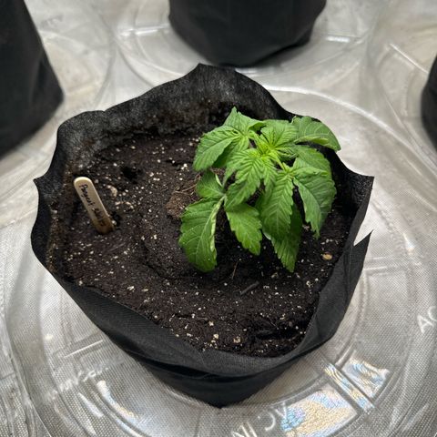 Pungent Punch #2 (GA) growlog photo: 5:42pm