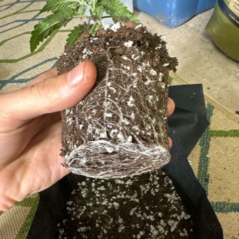 Pungent Punch #3 (GA) growlog photo: 6:40pm