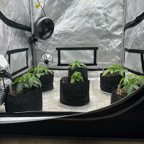 Pungent Punch #1 (GA) growlog photo: 11:59pm