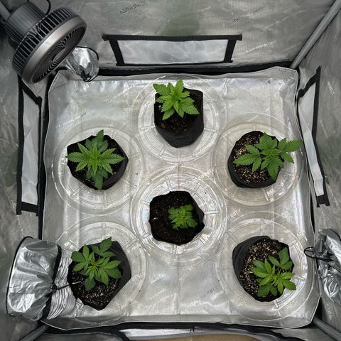 Pungent Punch #1 (GA) growlog photo: 8:03pm