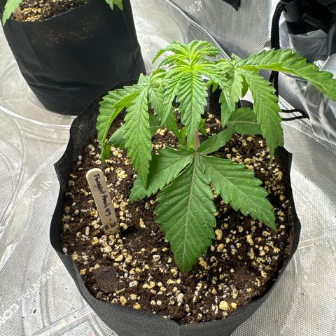 Pungent Punch #3 (GA) growlog photo: 11:59pm