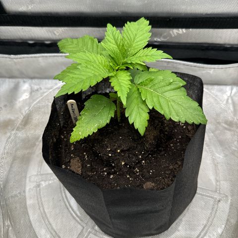 M&G x DBB #2 (GA) growlog photo: 8:03pm