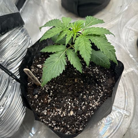 Pungent Punch #1 (GA) growlog photo: 5:42pm