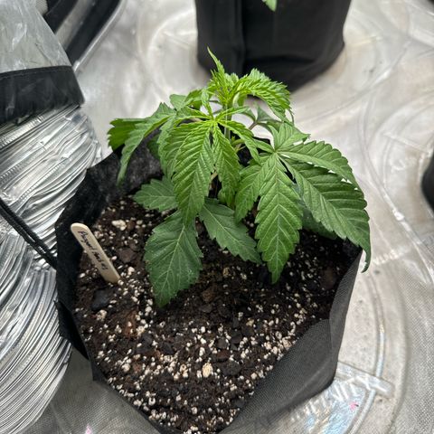 Pungent Punch #1 (GA) growlog photo: 11:59pm