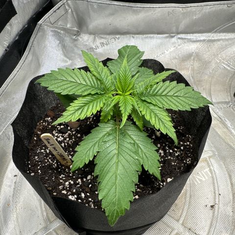 M&G x DBB #1 (GA) growlog photo: 5:42pm