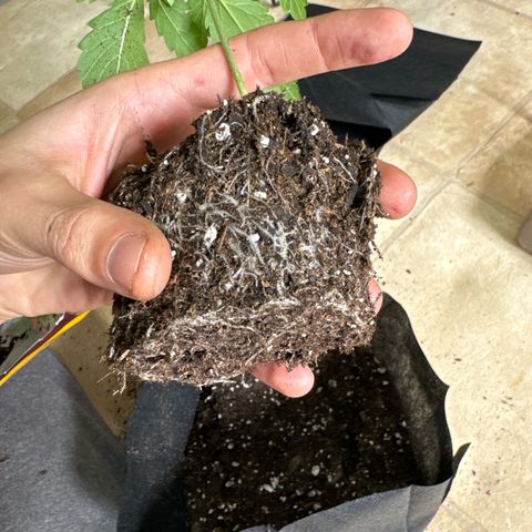 Pungent Punch #1 (GA) growlog photo: 6:40pm