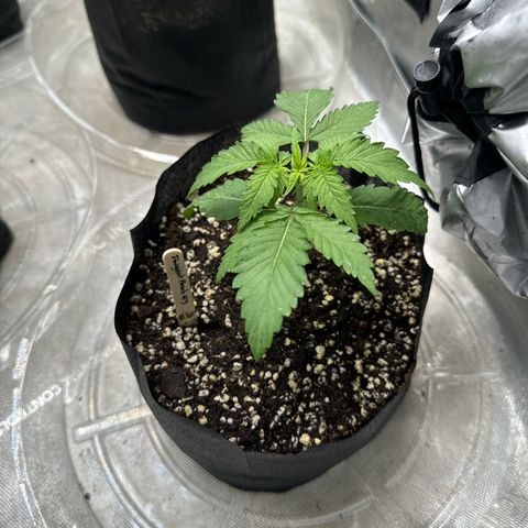 Pungent Punch #3 (GA) growlog photo: 5:42pm