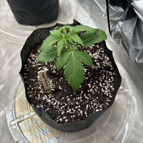 Pungent Punch #3 (GA) growlog photo: 8:24pm