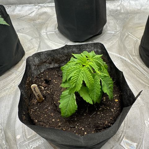 Pungent Punch #2 (GA) growlog photo: 11:59pm