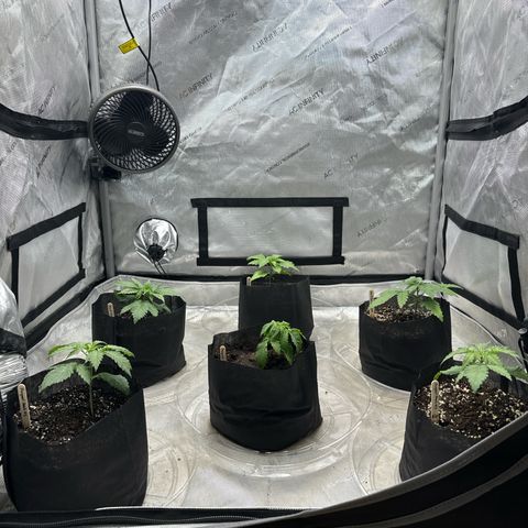 Pungent Punch #3 (GA) growlog photo: 5:42pm