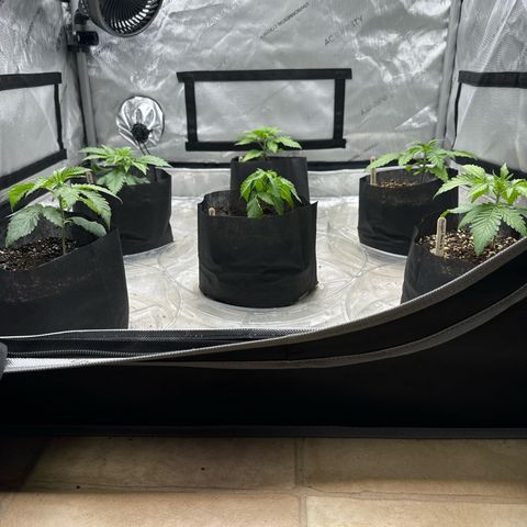 Pungent Punch #1 (GA) growlog photo: 8:03pm
