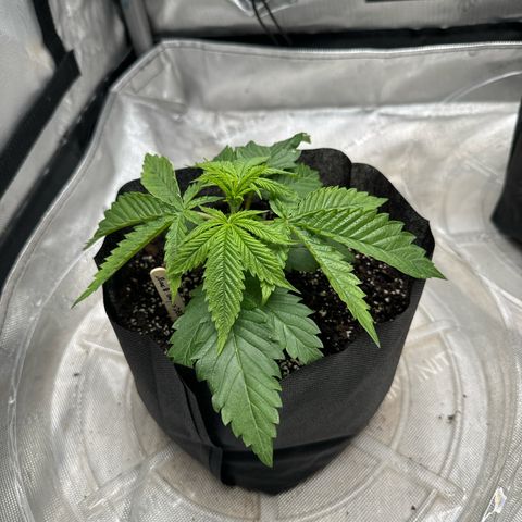 M&G x DBB #1 (GA) growlog photo: 11:59pm
