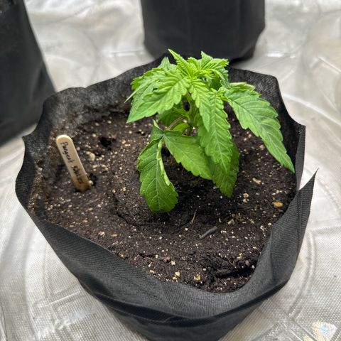 Pungent Punch #2 (GA) growlog photo: 8:03pm
