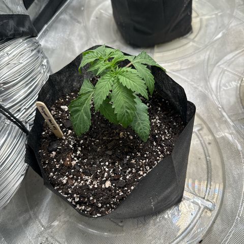 Pungent Punch #1 (GA) growlog photo: 8:24pm