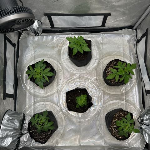 Pungent Punch #1 (GA) growlog photo: 11:59pm