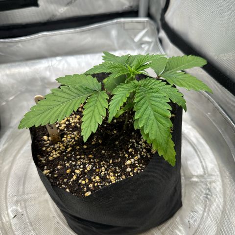 M&G x DBB #3 (GA) growlog photo: 8:03pm