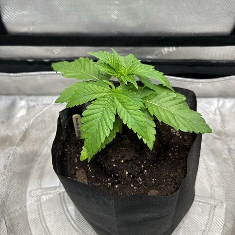 M&G x DBB #2 (GA) growlog photo: 11:59pm