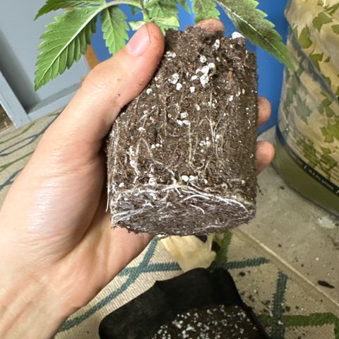 M&G x DBB #3 (GA) growlog photo: 6:40pm