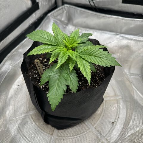 M&G x DBB #1 (GA) growlog photo: 8:03pm