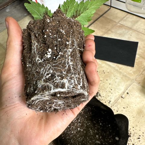 M&G x DBB #1 (GA) growlog photo: 6:40pm