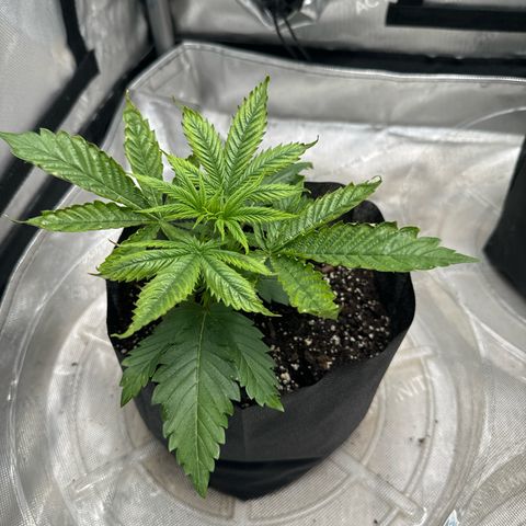 M&G x DBB #1 (GA) growlog photo: 6:33pm