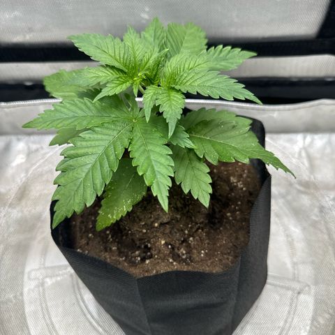 M&G x DBB #2 (GA) growlog photo: 6:33pm