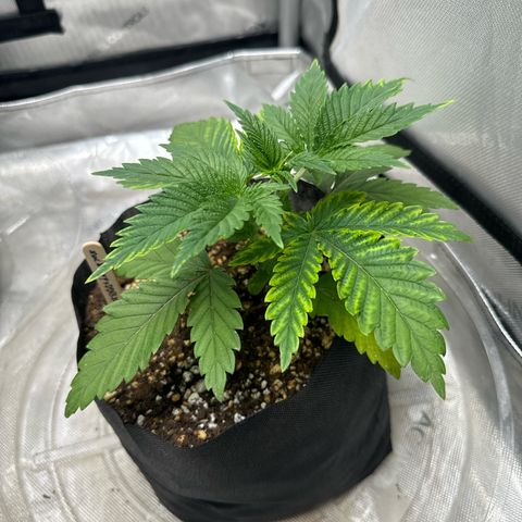 M&G x DBB #3 (GA) growlog photo: 6:33pm