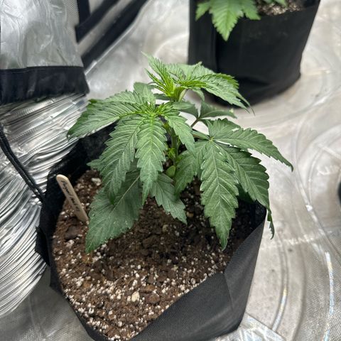 Pungent Punch #1 (GA) growlog photo: 6:33pm