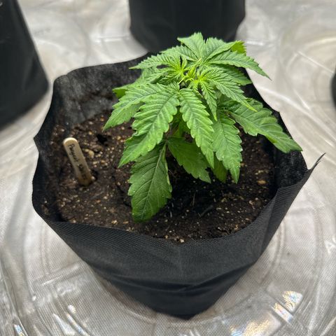 Pungent Punch #2 (GA) growlog photo: 6:33pm