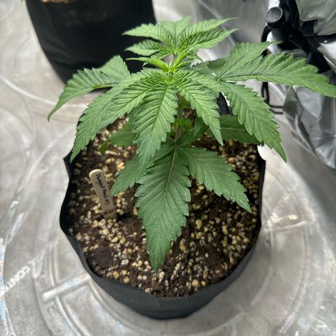 Pungent Punch #3 (GA) growlog photo: 6:33pm