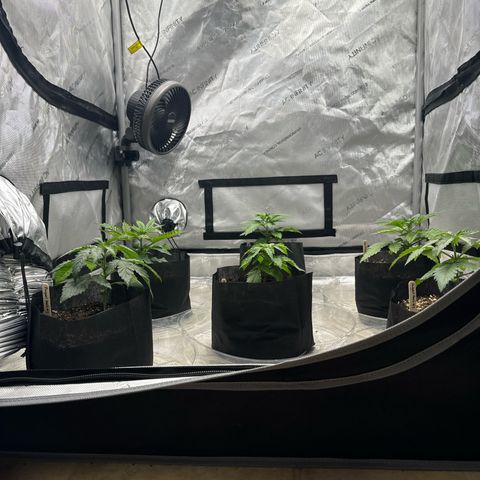 Pungent Punch #1 (GA) growlog photo: 6:33pm